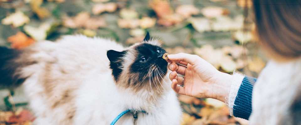 Jak nauczyć kota jeść suchą karmę? Sprawdź najlepszy sposób!